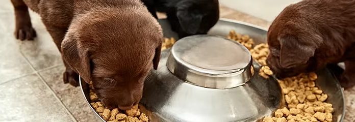 Pet Food